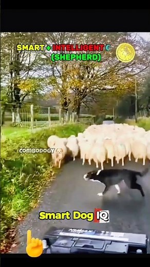Smart Dog IQ Prt29 || Smart Border Collie #dogshorts