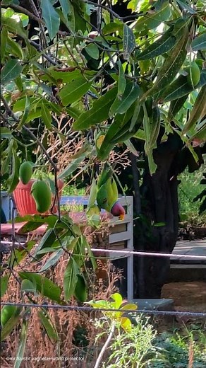 Colorful Plum-headed Parakeet Eating Raw Mango 🍃🐦
