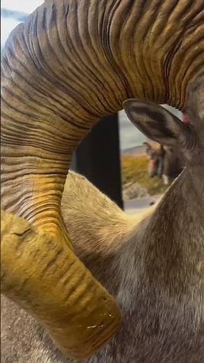 The World's Largest Wild Sheep