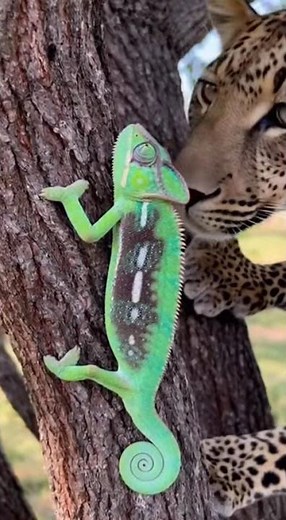 The chameleon's stealthy camouflage #animals #wildlife