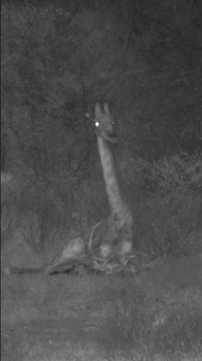 Giraffe Sitting On The Ground #africanwildlife