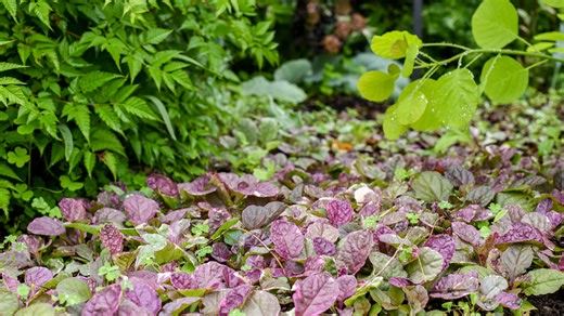 Layering with ground covers: Building a beautiful, low-maintenance garden