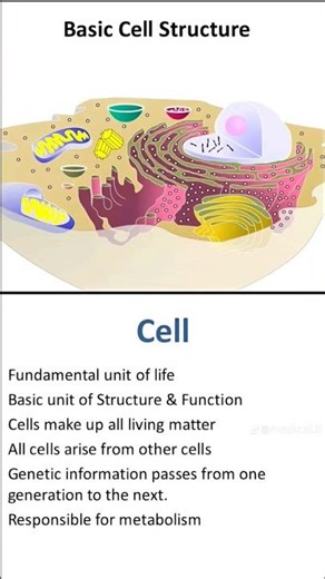 Basic cell structure