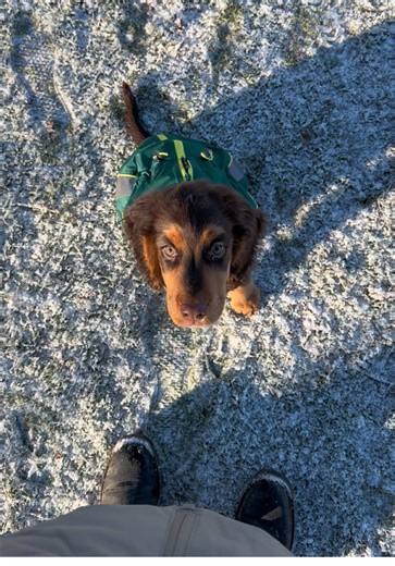 Recall training! So far so good 🫶🏼 #cockerspanielpuppy #cockerspaniel #puppytraining #fyp