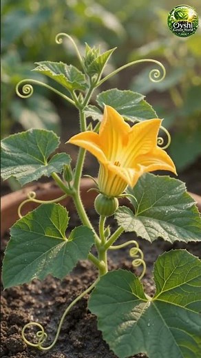 How to Grow Pumpkin from Seed! 🎃🌱 #gardening