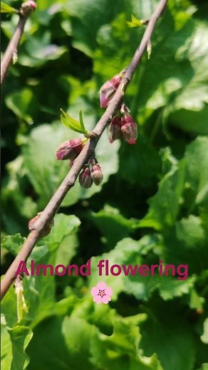Spring Special 🌸 Almond Flowering at Home Garden#trend #trending #shortsfeed #flowers