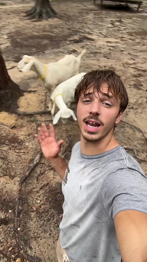 Introducing Our New Goat Family Members