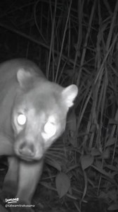 Video Bro Musang: Kompilasi Seru dan Menghibur