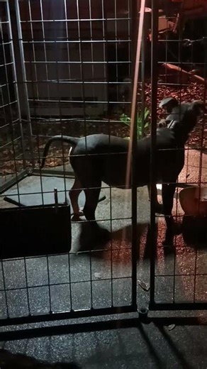 night time feeding i feed them twice a day