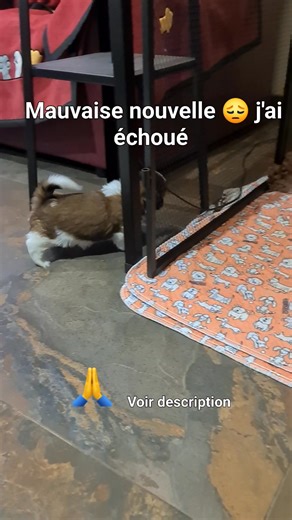 J’ai une mauvaise nouvelle… Après 25 ans d’élevage, j’ai complètement échoué 😭😖 Ils sont peureux… ils n’ont aucun code canin… Et la propreté ? N’en parlons même pas.Bref… 25 ans d’échec total. J'ai fais naître des générations de Gremlins. 😝😚🥰 Et je resigne de suite pour 25 ans . Ps : Azenor en action, je crois que rien que pour son caractère elle va rester ici 😆 #shihtzu #shihtzuaddict #shihtzusofinstagram #shihtzulife #shihtzus | Of Aï Huong Lan's Dreams élevage de shih tzu en bretagne