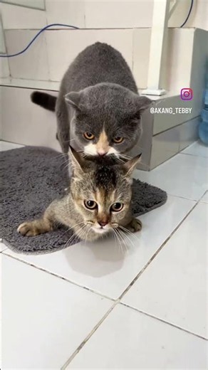 😻💕 Two cats showing natural love. 🐱 Watch this unique moment from the animal world! #Cats #viral