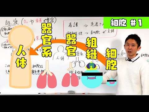 細胞と組織と器官と器官系の違い【第４回】