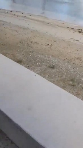 Hamilton Roy on Reels