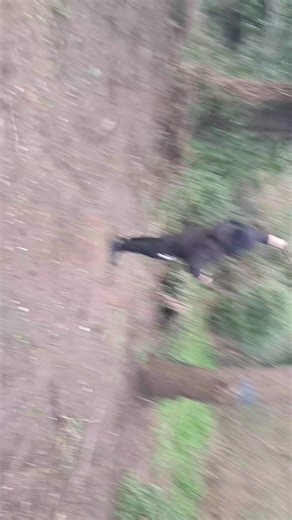 everlong- foo fighters #perfectlycut #fyp #funny #meme