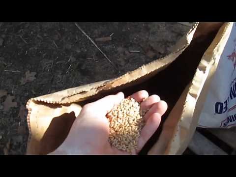 DIY Whole Grain Chicken Feed