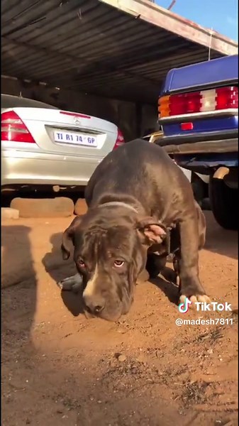 American Bully XL Puppies for Sale - Unrully Kennel