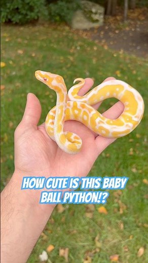 How CUTE Is This Baby Ball Python!?