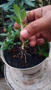 Easy way to move Adenium seedlings into pots 👌