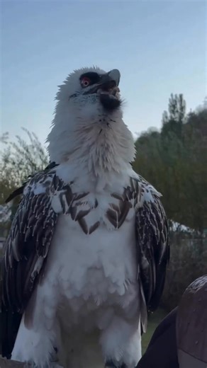 The Bearded Vulture, scientifically known as Gypaetus barbatus, is one of the rarest birds of prey. Unlike other vultures, it feeds primarily on bones which it breaks by dropping them from the air onto rocks. Its unique adaptation allows it to thrive in harsh mountain habitats, making it a remarkable specialist within the avian world. #scientistafghan #beardedvulture #birds #bones #nature #wilife | Scientist Afghan