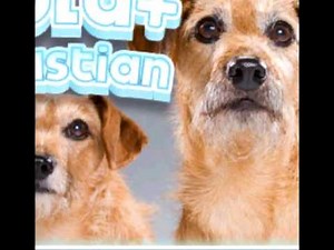 [✓] Official Hotel For Dogs Cast