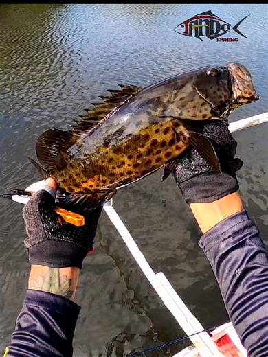 Mangrove Grouper Fishing in the Philippines