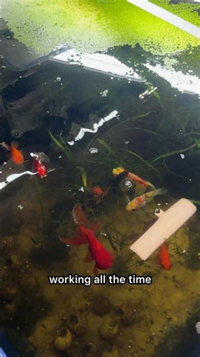 Goldfish Exploded w/ Eggs! #fishbreeding #goldfish #fishkeepinghobby