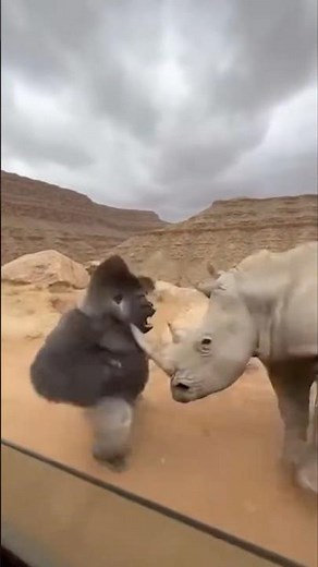 Silverback Gorilla vs. Charging Rhino: ONE PUNCH KO! 😱🦍