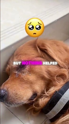 A grieving mother dog finds new hope when a tiny puppy helps heal her broken heart.