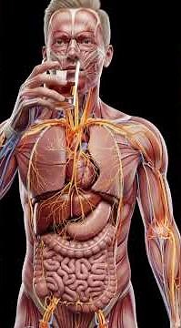 Alcohol Inside Your Body | 3D Medical Animation Explained | @HunterstoryYT