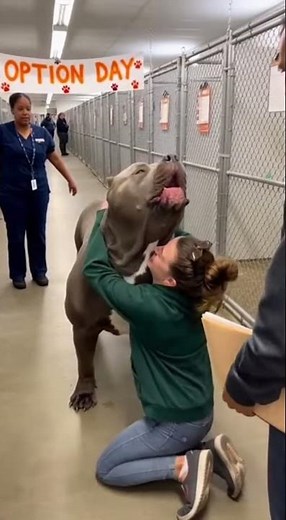 Colossal Shelter Pitbull Breaks Down When He Realizes He’s Adopted