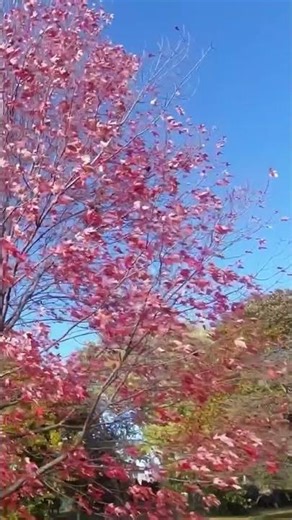 Walking Past Red Maple Trees 🍁 | Autumn Walk in Canada