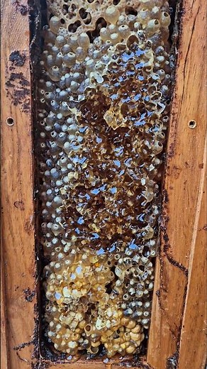 Native bee observation hive. Austroplebeia australis