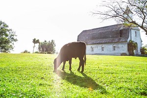 Unusual Things to do in Maui (Written By a Local)