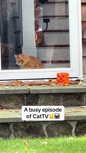 Fun Cat Activities: Treats for Squirrels and Cats