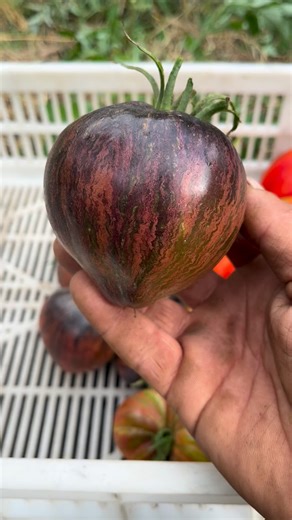 Hoy fue día de recolección de frutos. Mostramos las variedades Rebel Starfighter Prime y el hermoso Moonshiner Ball, variedad hermana del tomate rosa La vida color de Rosa. #huertaorganica #tomatesincreibles #moonshinerball #lavieenrose #tomates | Semilla Madre