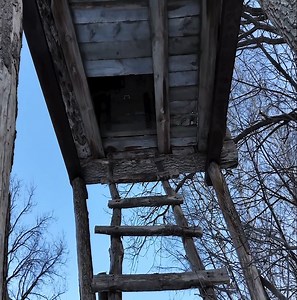 276K views · 3.7K reactions | Experiencing a solo overnight escape from dogs in a tree hut | Building Skills | Facebook