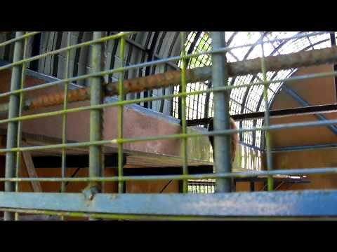 Abused Macaque Gone Insane At Perlis Primate Park Malaysia