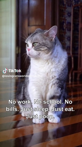 The Hilarious Life of Cat Owners: Sleep, Eat, Poop! 😹