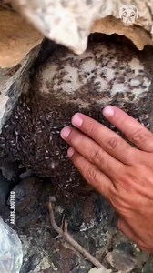 107K views · 129 reactions | Wild honey harvesting from natural beehive Partner: بوطويق العرب | Science, Tech and Universe | Facebook