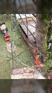 Trimming Down A MASSIVE Maple Tree #treeworker