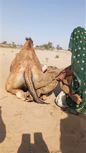 راحة الناقة — تأثير مساعدة الفتاة. #CamelCare #DesertLife #AnimalKindness #HelpingAnimals camelcare