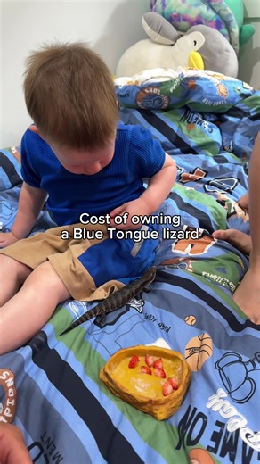 Costs of Owning a Blue Tongue Lizard Explained