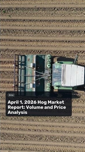 Hog Market: National Negotiated Price Drops Below 5-Day Avg