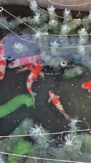 Kohaku Koi Breeding Process