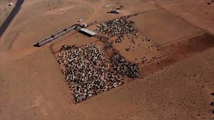 What Is 'Low Carbon Beef?'