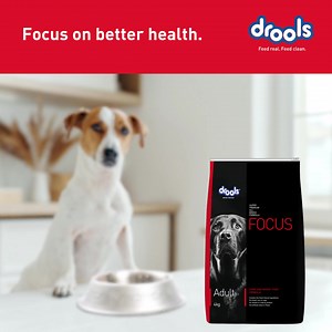 18 reactions | Drools Focus is a Super Premium Pet Food for dogs. It...