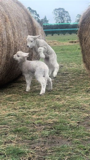 Busy time on the farm… Meet Oden’s new friends, Wish and Wispy and their mama, Pinky Pie 🥰♥️🥰 #fyp #foryoupagе #explore #animalsoftiktok #sheep #nz #farm #farmlife #springtime #newzealand #lamb #lambs #oden #odin #odenthefriesian #horsegirl #horses #horse #fluffy #wool #foryou #hay #horselife #animallover #equine #equestrian #baby #babies #wish #wispy