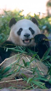 83K views · 4.2K reactions | The power of pandas  A little more...