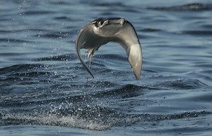 12M views · 269K reactions | Robot Spy Pelican films the incredible...