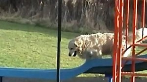 Dog slide